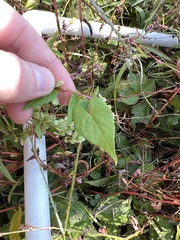Fallopia scandens