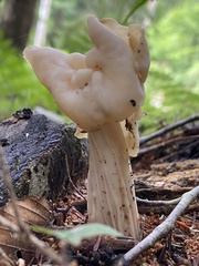 Helvella crispa