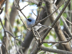 Polioptila dumicola