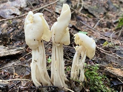 Helvella crispa