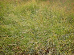 Carex rostrata