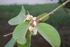 Melipona scutellaris