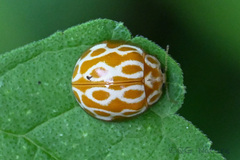Calvia sichuanica