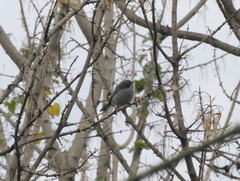 Polioptila dumicola