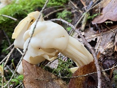 Helvella crispa