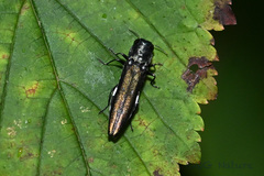Agrilus auropictus