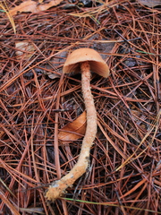 Laccaria squarrosa