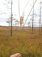 Carex rostrata