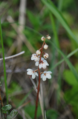 Pyrola