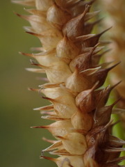 Carex rostrata