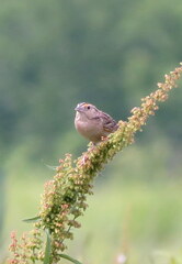 Ammodramus savannarum