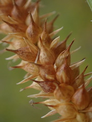 Carex rostrata