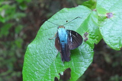 Astraptes fulgerator