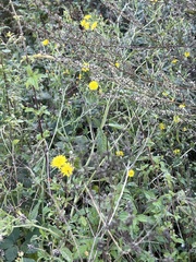 Helminthotheca echioides