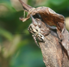 Carrhotus