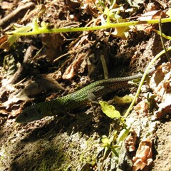 Lacerta schreiberi