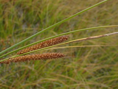 Carex rostrata