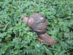 Natalina cafra