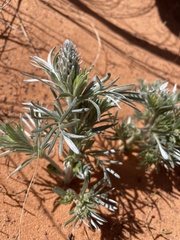 Sophora stenophylla