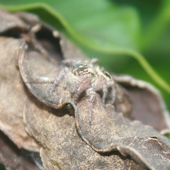 Carrhotus
