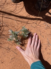 Sophora stenophylla