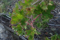 Pelargonium scabroide