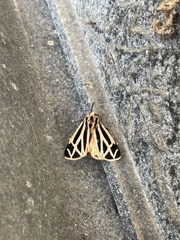 Apantesis parthenice