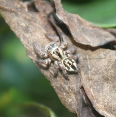 Carrhotus