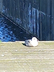 Larus argentatus