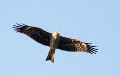Milvus migrans lineatus