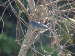 Polioptila dumicola