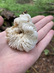Hypomyces tremellicola