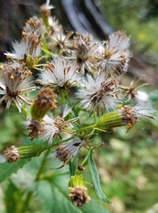 Senecio triangularis