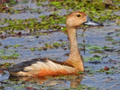 Dendrocygna javanica