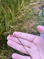 Schoenoplectus acutus