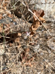 Stephanomeria pauciflora