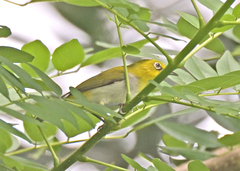 Zosterops palpebrosus