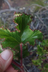 Pelargonium scabroide