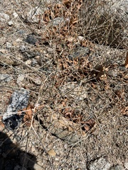 Stephanomeria pauciflora