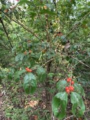 Lonicera