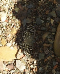 Caprona agama