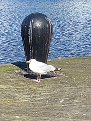 Larus argentatus