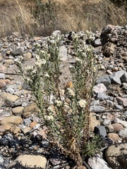 Pseudognaphalium leucocephalum