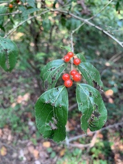 Lonicera