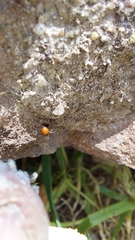 Ostearius melanopygius