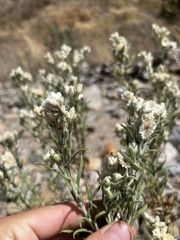 Pseudognaphalium leucocephalum