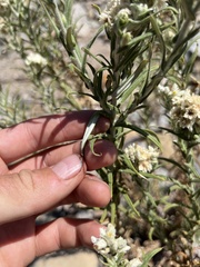 Pseudognaphalium leucocephalum