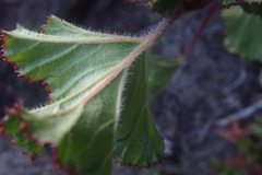 Pelargonium scabroide
