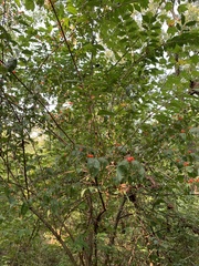 Lonicera