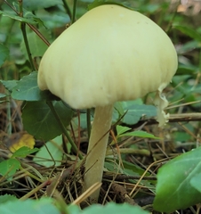 Stropharia